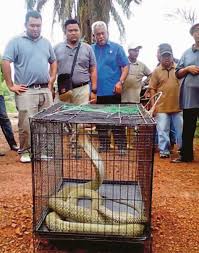 Arti mimpi melihat ular tedung. 30 Minit Bertarung Tangkap Tedung Selar