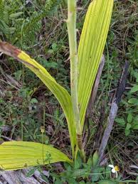 Image result for Eulophia dactylifera