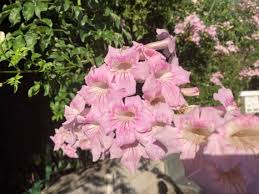 Image result for Podranea