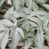 Peony botrytis blight is commonly responsible for the loss of flower blooms. 1
