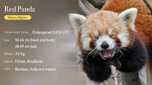 The Red Panda Is An Endangered Species That Is Native To China Much Like Its Namesake The Giant Panda Even Though They Re Bo Red Panda White Bear Endangered