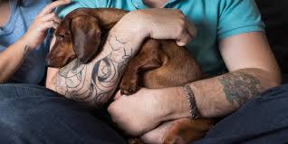 Labrador retrievers are loving and loyal dogs that make wonderful pets and family members! Hunt Beware Your Puppy Could Die Too Young