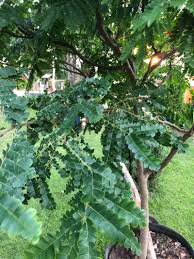 Image result for Cordyla