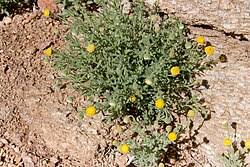 Image result for Nolletia zambesica