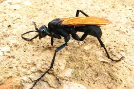 Maybe you would like to learn more about one of these? Tarantula Hawks Are A Terrifying Insect Especially For Tarantulas