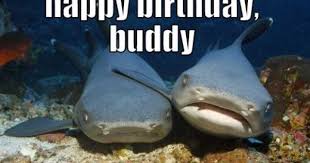 Happy Birthday Shark Sharks Funny Funny Animal Memes The Funny