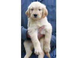 We also have integrated a healthy goldendoodle bloodline into our program in order to allow families with allergies, to have the furry family member of their dreams. Golden Retriever Puppies In Tennessee