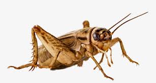 Crickets, family gryllidae (also known as true crickets), are insects somewhat related to grasshoppers and more closely related to katydids or bush crickets (family tettigoniidae). Crickets Draw A Cricket Insect Png Image Transparent Png Free Download On Seekpng