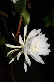 Epiphyllum oxypetalum (dutchman's pipe cactus or princess of the night, queen of the night) is a species of cactus. Fragrant Plants Night Blooming Cereus Queen Of The Night Orchid Cactus Night Blooming Flowers Fragrant Plant