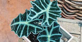 Oreja de elefante, planta viva palma persa alocasia calidora, calodora. Cuidados De La Alocasia Polly La Oreja De Elefante Mini Blog Verdecora