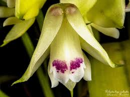 Image result for Polystachya modesta