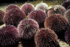 Maybe you would like to learn more about one of these? Semua Tentang Kelas Echinoidea Landak Laut Dolar Pasir Dan Lainnya