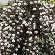 Traditionally a green shrub with flowers and exfoliating bark, recent releases have brought ninebark new foliage colors. Ninebark Summer Wine Physocarpus Opulifolius My Garden Life