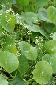 Image result for Hydrocotyle bonariensis