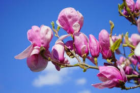The first three photos above are of the magnolia denudata flower bud, opened flower and the tree in full bloom. Magnolia Magnolien Jetzt Gunstig Online Kaufen Pflegetipps