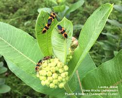 Different Bugs Found On Milkweed Plants With Images Milkweed