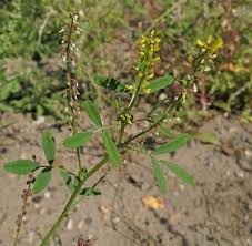 Image result for Melilotus indicus