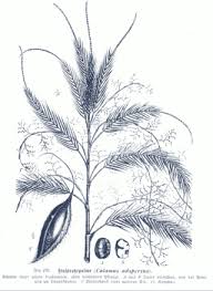 Image result for Calamus deerratus