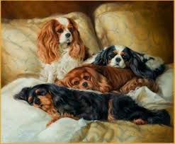 King Cocker Spaniel Black And Brown High Hopes Cavaliers Cavalier King Charles Dog King Charles Dog Cavalier King Spaniel