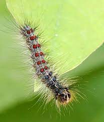 Jun 11, 2020 · the gypsy moth caterpillar has a major outbreak every 7 to 10 years and early signs are that this is going to be a bad year for them. Gypsy Moth Life Cycle Integrated Pest Management