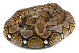 Image result for Cynomys gunnisoni obrázek