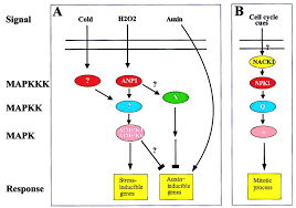 We did not find results for: Connecting Oxidative Stress Auxin And Cell Cycle Regulation Through A Plant Mitogen Activated Protein Kinase Pathway Pnas