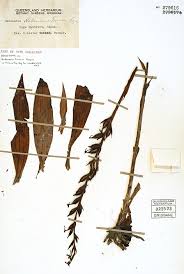 Image result for Habenaria hologlossa