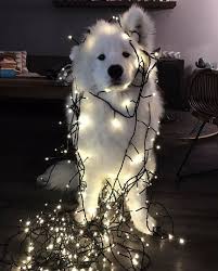 15284161 1175037615907181 4043605415335200280 N Jpg 772 959 Cute Animals Pets Cute Baby Animals