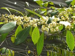 Image result for Catha edulis