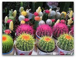So now hong kong is firmly under chinese control with people's liberation army (pla) barracks in hong kong. Hong Kong Flower Market