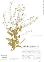 Image result for Desmodium tortuosum
