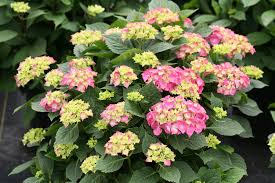 Let's dance big band™ is a perfect specimen for landscapes as well as in a perennial garden. Let S Dance Big Band Reblooming Hydrangea Hydrangea Macrophylla Proven Winners