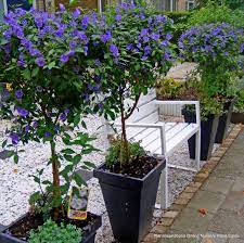 Plant Inspirations Plant Nursery Sales Online Delivered Australia Wideblue Potato Bush Solanum Ranton Jardin Potager Planter Des Arbres Pepiniere De Plante