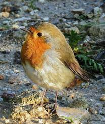 jnaseri adli kullanicinin birds panosundaki pin kus fotograf mavi