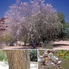 Image result for Tinnea vesiculosa