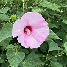 Image result for Hibiscus mechowii
