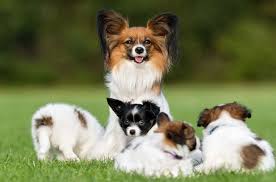 Contact ohio papillon breeders near you using our free papillon breeder search tool below! Papillon Dog For Sale