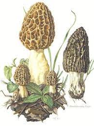 Morelcultivation Com Vintage Mushroom Art Morel Mushrooms Art Mushroom Drawing