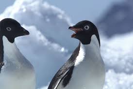 Let's get started with the fact that in the first lego batman game the. Adelie Penguin Facts Pictures More About Adelie Penguin