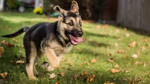 See more ideas about german shepherd dogs, german shepherd puppies, puppies. Black And Brown German Shepherd Puppy Puppies German Shepherd Baby Dog Hd Wallpaper Wallpaper Flare