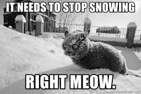 It Needs To Stop Snowing Right Meow Sudden Clarity Cocaine Cat Meme Generator