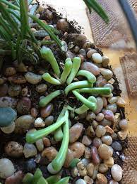 Help My Baby Toes Are Dying Succulents
