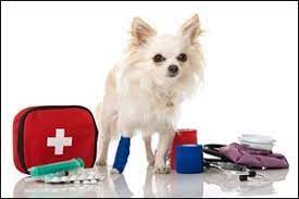 Palo alto (spay/neuter assistance, assistance for emergency veterinary care) pals: New Bedford Pet Owners How To Prepare For Emergency Vet Care Anchor Animal Hospital