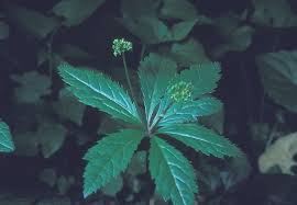 Image result for Sanicula elata