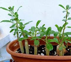 Image result for Sesamothamnus lugardii