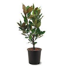 Other articles where southern magnolia is discussed: 3 Gal Little Gem Southern Magnolia Tree Maglit03g The Home Depot