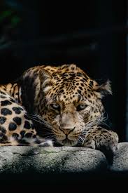 Feel free to send us your own wallpaper and we will consider. 500 Jaguar Pictures Download Free Images On Unsplash