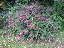 Image result for Strobilanthes hamiltoniana