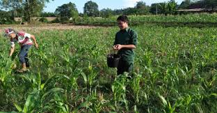 Selain pemberian pemupukan bagi tanaman jagung, pengaturan jarak tanam. Agar Meningkatkan Pendapatan Petani Jagung Mahasiswa Polbangtan Lakukan Pendampingan Di Lapangan Makassar Terkini