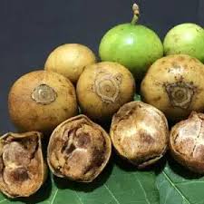 Image result for Vangueria madagascariensis
